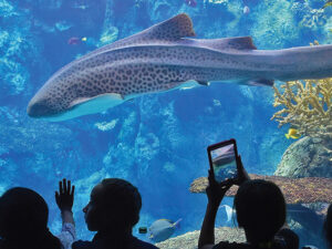 Aquarium of the Pacific @ Youth Programs